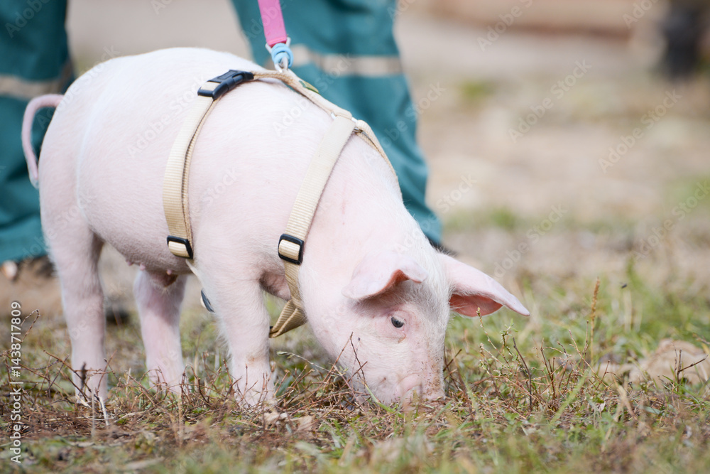 Fototapeta premium At the sanctuary for animals little piglet for the first time ever walking with a yellow harness and a red leash 
