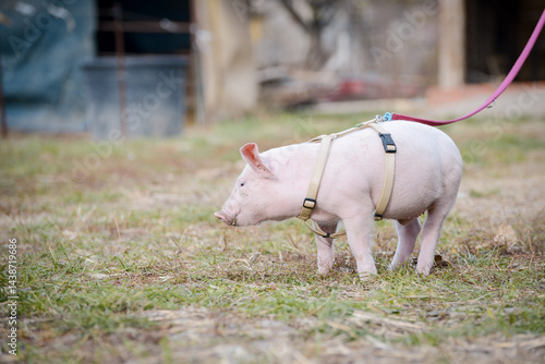 At the sanctuary for animals little piglet for the first time ever walking with a yellow harness and a red leash
