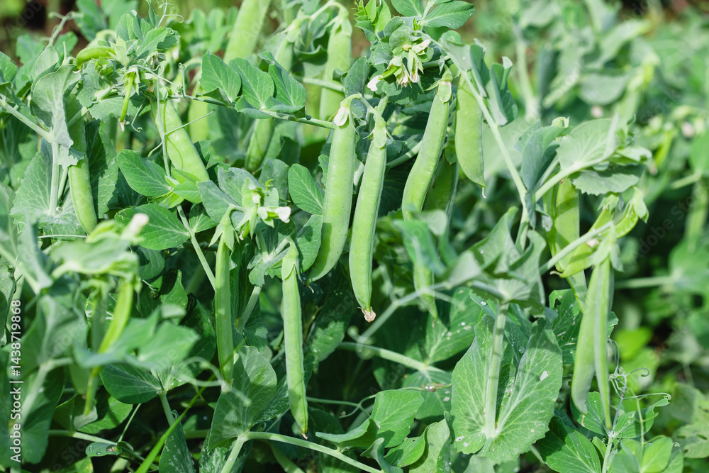 Sweet pea blossom. Growing legumes in the garden Sweet pea blossom. Growing legumes in the garden