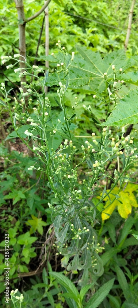 Fototapeta premium fern leaf in the rain