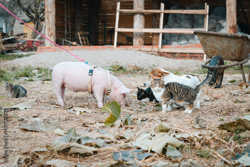 At the backyard of an animal shelter, a little pig walks for the first time with a yellow harness and red leash among cats and dogs and other domestic animals
