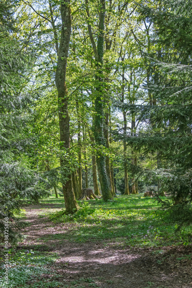 forêt au début du printemps forêt au début du printemps