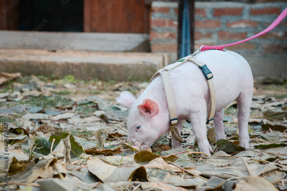 At the sanctuary for animals little piglet for the first time ever walking with a yellow harness and a red leash