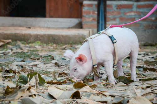 Obraz na płótnie At the sanctuary for animals little piglet for the first time ever walking with a yellow harness and a red leash
w salonie
