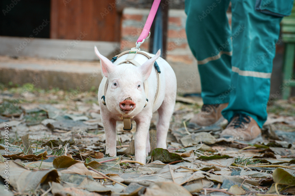 At the sanctuary for animals little piglet for the first time ever walking with a yellow harness and a red leash