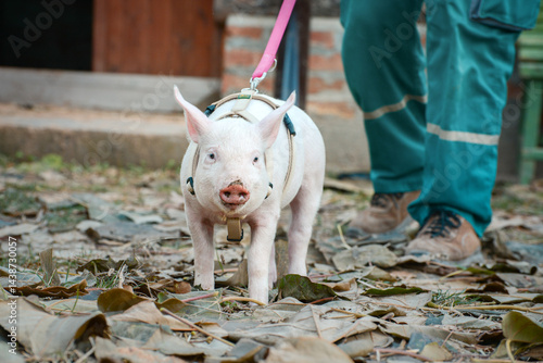 Obraz na płótnie At the sanctuary for animals little piglet for the first time ever walking with a yellow harness and a red leash
w salonie
