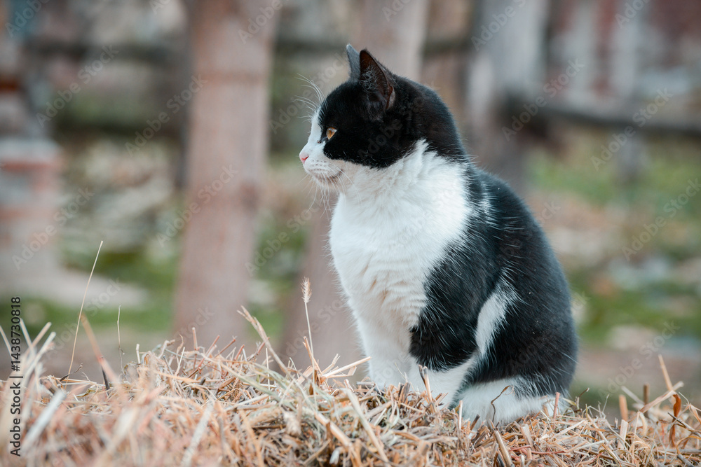 A beautiful domestic cat rests on a bale of straw in the yard of an animal sanctuary