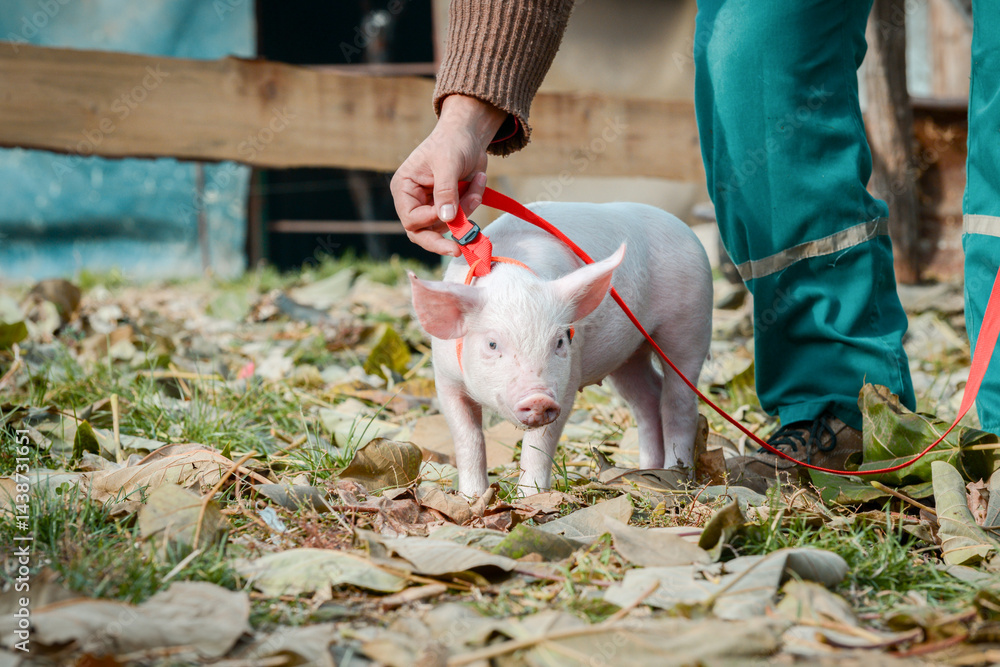 At the sanctuary for animals little piglet for the first time ever walking with a yellow harness and a red leash