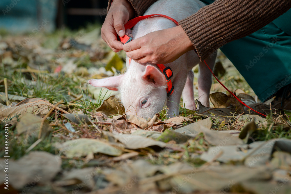 At the sanctuary for animals little piglet for the first time ever walking with a yellow harness and a red leash