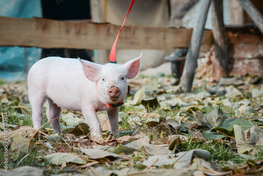 At the sanctuary for animals little piglet for the first time ever walking with a yellow harness and a red leash