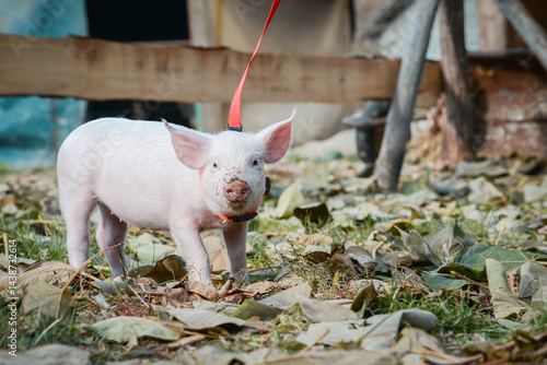 Obraz na płótnie At the sanctuary for animals little piglet for the first time ever walking with a yellow harness and a red leash
w salonie