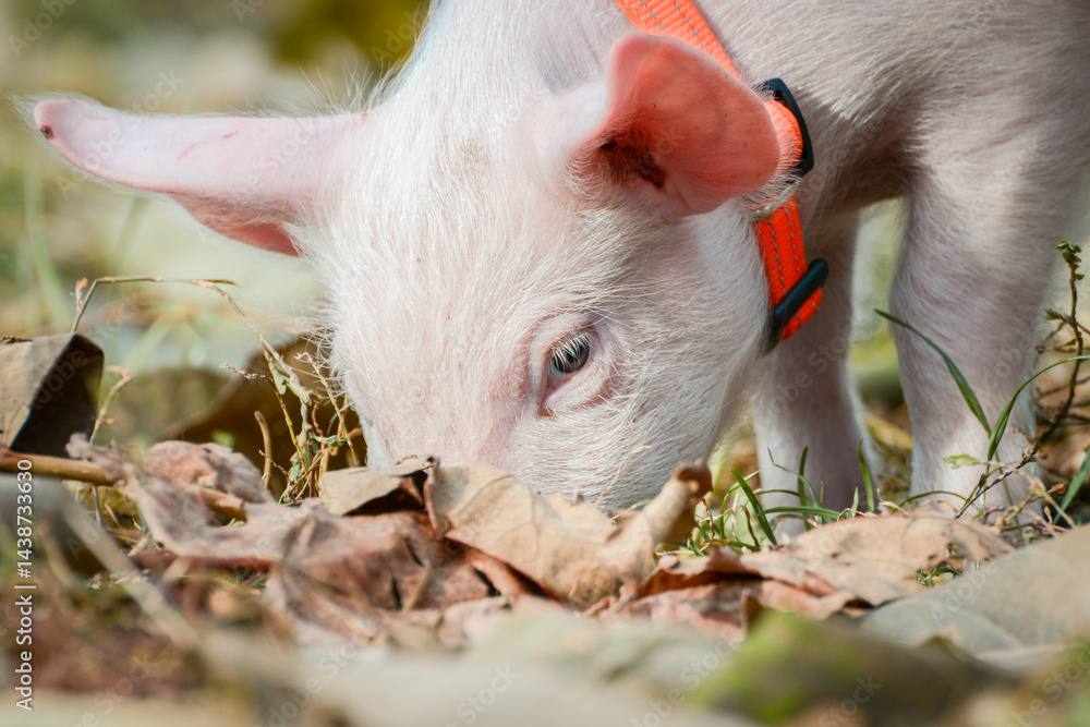 At the sanctuary for animals little piglet for the first time ever walking with a yellow harness and a red leash