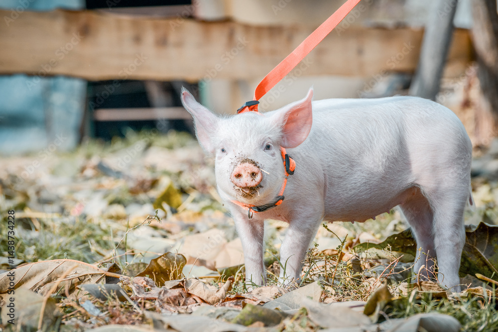 At the sanctuary for animals little piglet for the first time ever walking with a yellow harness and a red leash