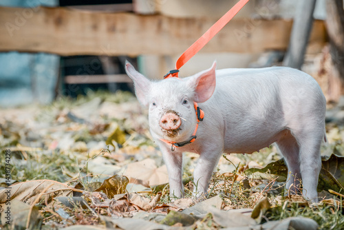 At the sanctuary for animals little piglet for the first time ever walking with a yellow harness and a red leash
