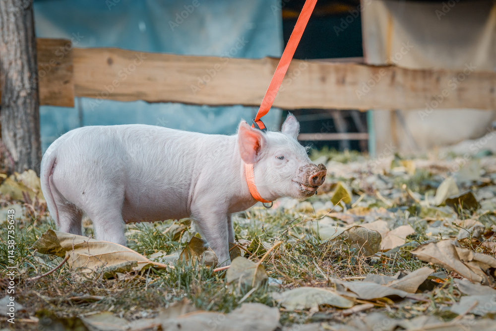 At the sanctuary for animals little piglet for the first time ever walking with a yellow harness and a red leash
