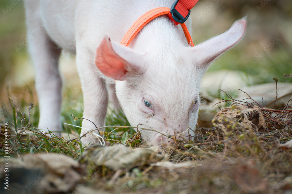 At the sanctuary for animals little piglet for the first time ever walking with a yellow harness and a red leash