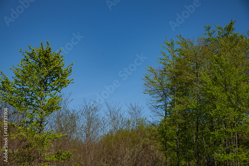 Wallpaper Mural Fresh spring forest with young trees under a clear blue sky, symbolizing natural regeneration, biodiversity recovery, and sustainable nature conservation efforts in European landscapes Torontodigital.ca