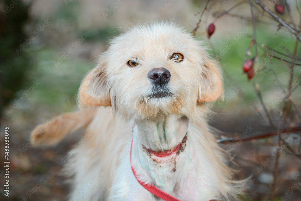 A young rescued dog with a wound around his neck from being tied up with wire at an animal shelter