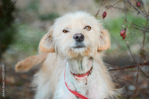 Obraz na płótnie A young rescued dog with a wound around his neck from being tied up with wire at an animal shelter w salonie