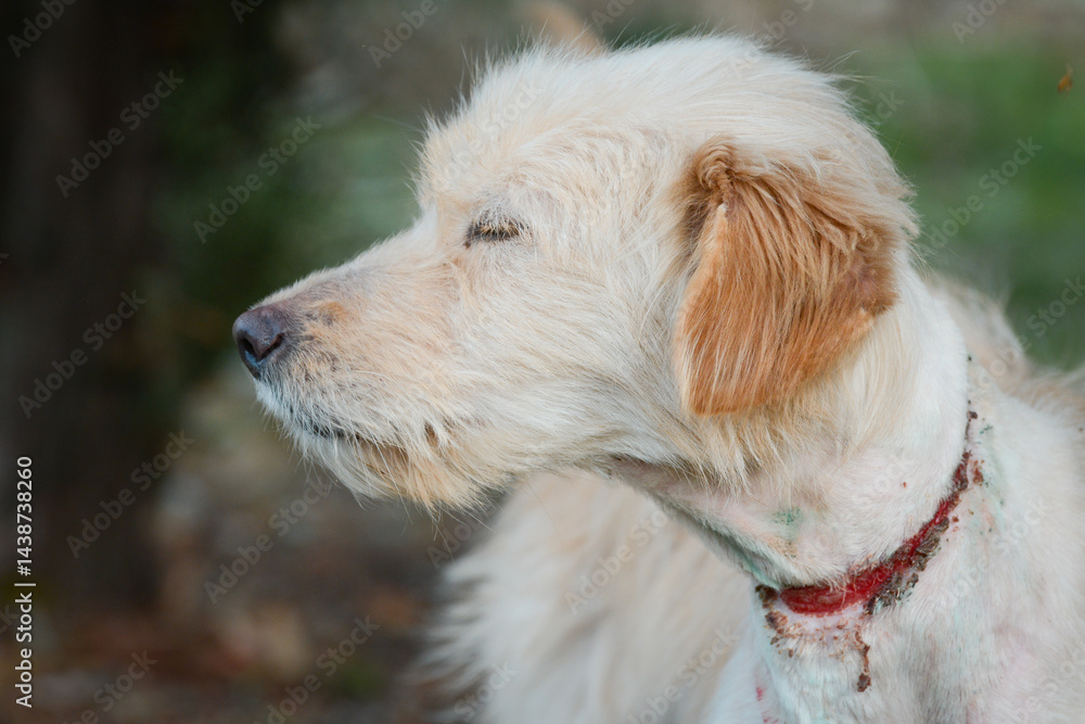 A young rescued dog with a wound around his neck from being tied up with wire at an animal shelter