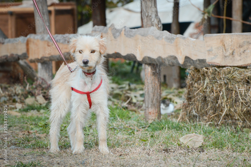 A young rescued dog with a wound around his neck from being tied up with wire at an animal shelter
