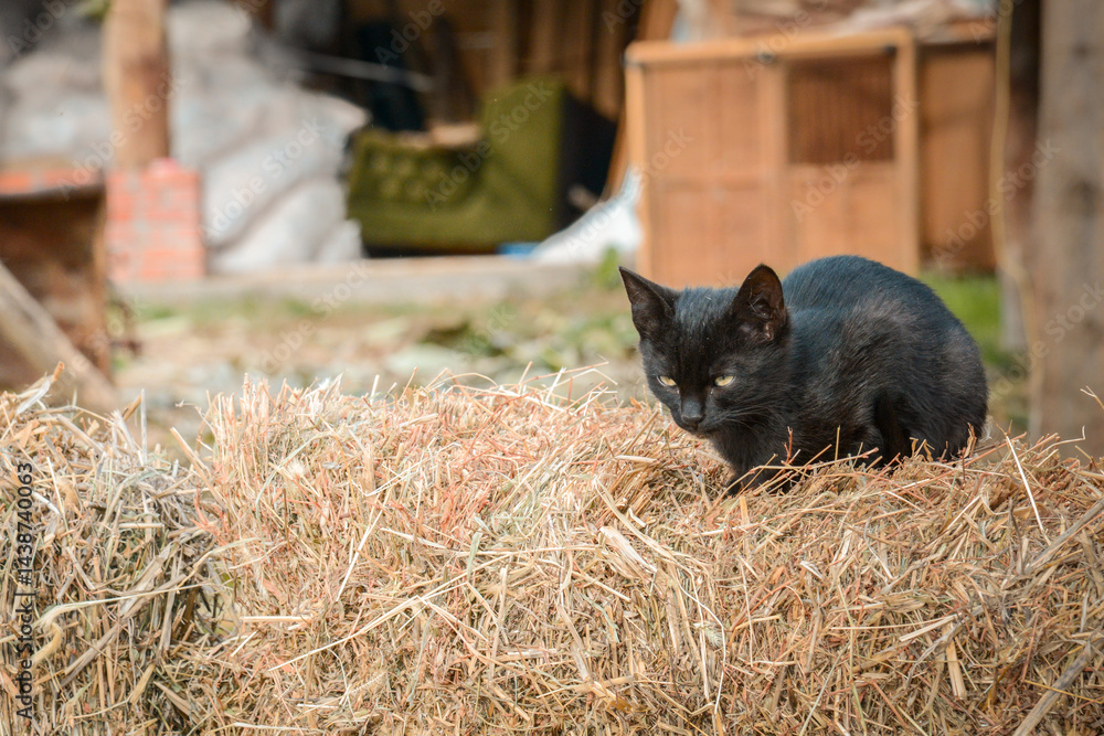 A little black kitten on a farm is sitting and resting on a bale of straw