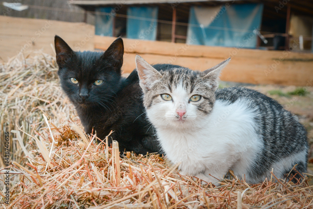 A black and a tabby cat are resting on a bale of straw in the backyard of an animal sanctuary