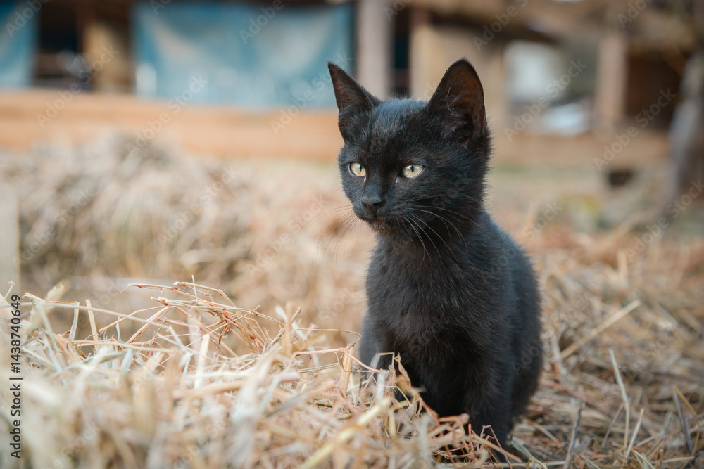 A little black kitten on a farm is sitting and resting on a bale of straw