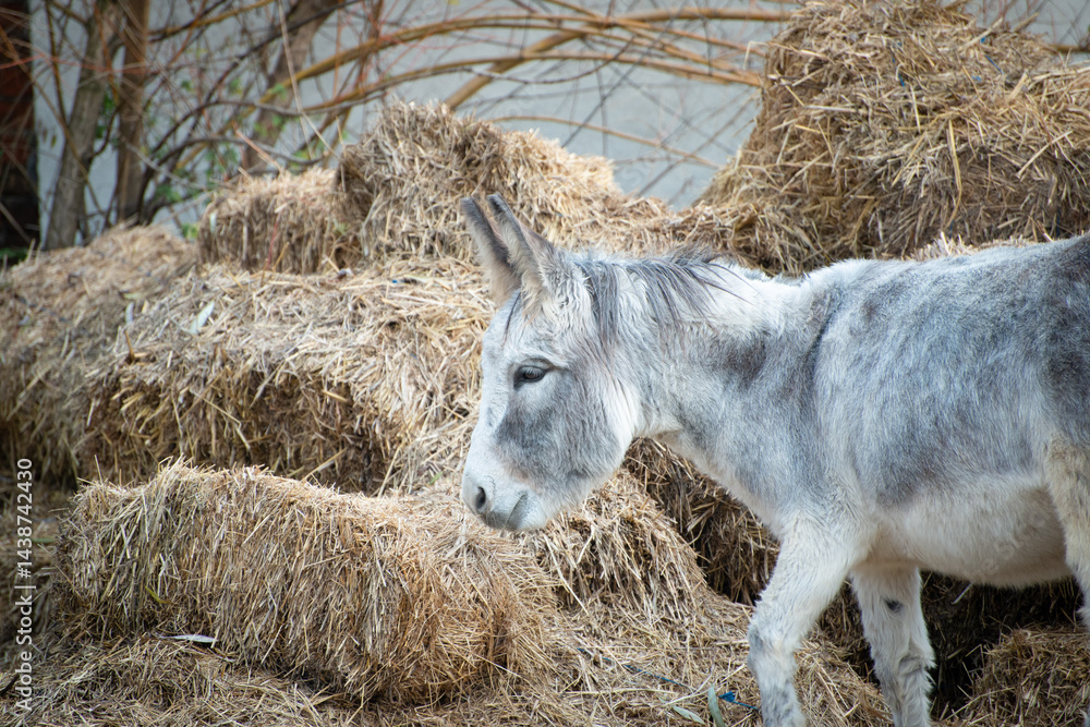 Beautiful gray donkey from the horse sanctuary at the farm backyard
