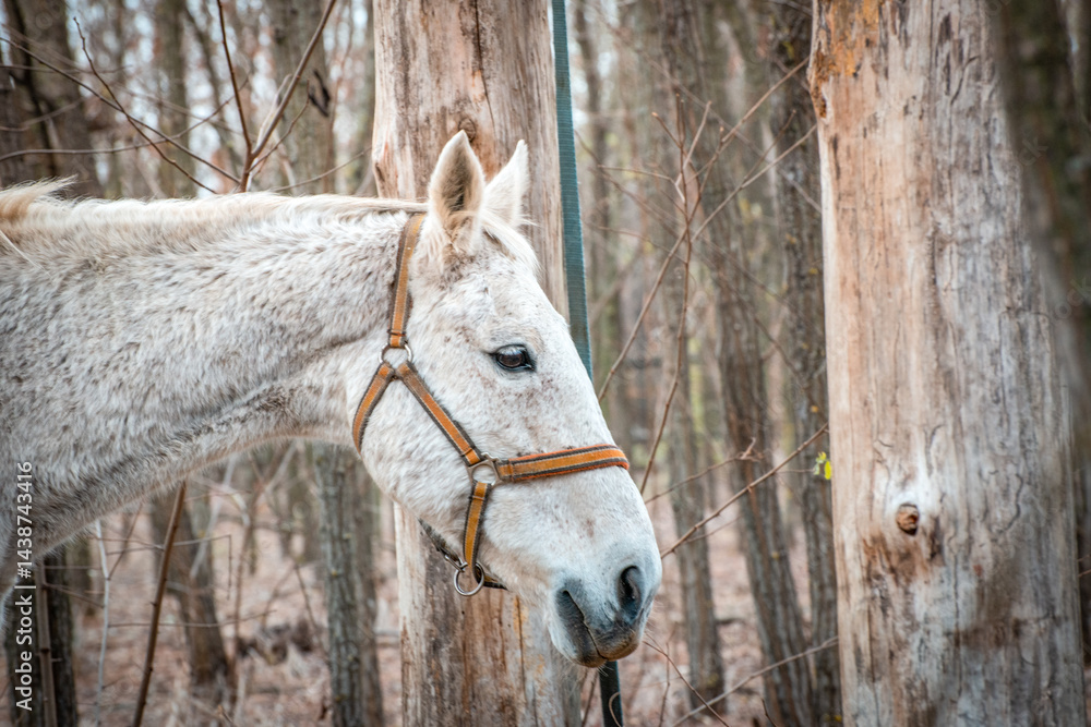 A close-up image of a white horse from the horse sanctuary