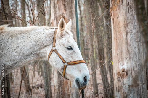 Obraz na płótnie A close-up image of a white horse from the horse sanctuary w salonie