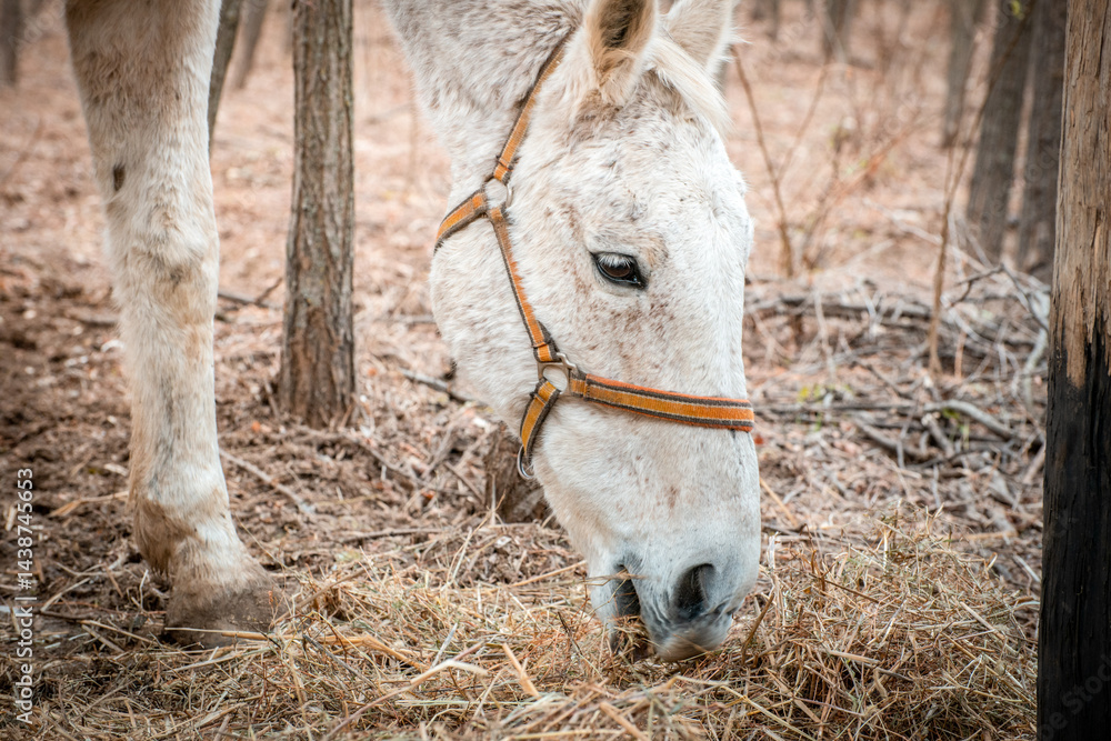 A close-up image of a white horse from the horse sanctuary