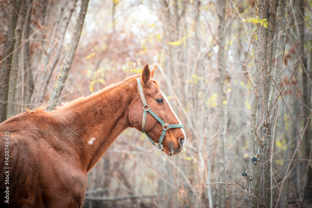 Portrait of a brown horse from horse sanctuary