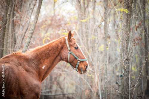 Obraz na płótnie Portrait of a brown horse from horse sanctuary w salonie