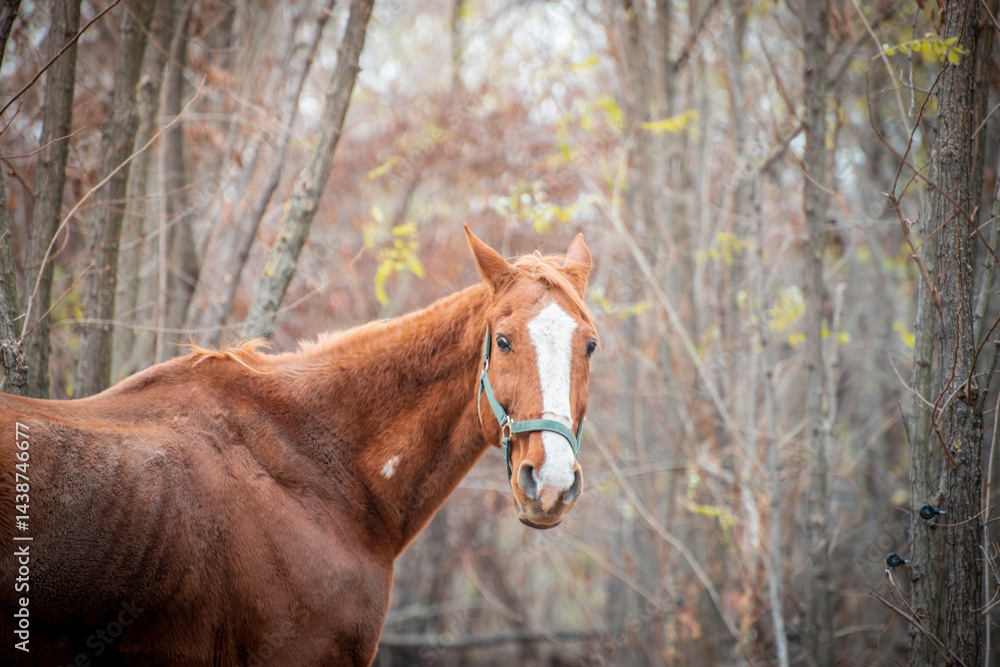 Portrait of a brown horse from horse sanctuary