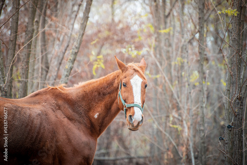 Obraz na płótnie Portrait of a brown horse from horse sanctuary w salonie