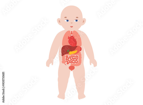 Internal organs of the child