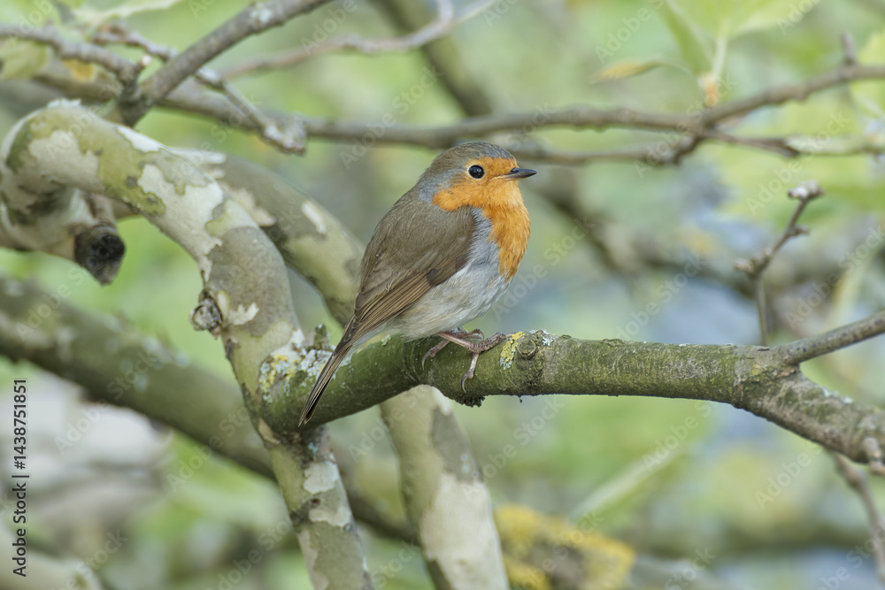 European robin (Erithacus rubecula) sitting on a tree branch in Zurich, Switzerland