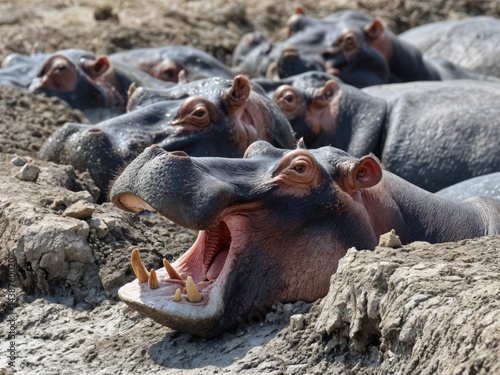Obraz na płótnie A group of hippos relaxes in a muddy riverbank as the warm afternoon sun highlights their massive bodies. One hippo yawns widely, showing its large teeth, reflecting the vibrant wildlife. w salonie