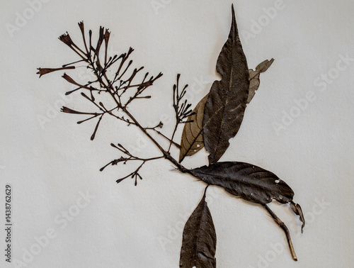 Rama seca con hojas marchitas sobre fondo claro, composición natural detallada - foto de stock