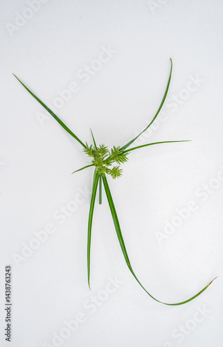 Planta de chufa silvestre (Cyperus rotundus) aislada sobre fondo blanco - foto de stock 