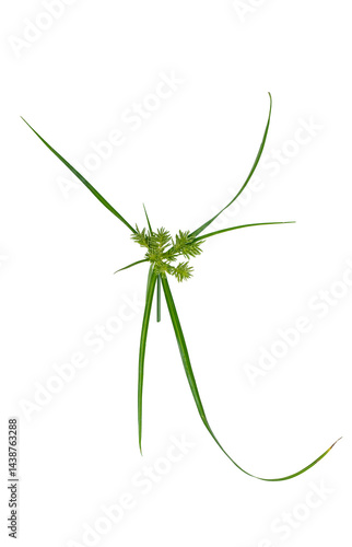 Planta de chufa silvestre (Cyperus rotundus) aislada sobre fondo trasparente 