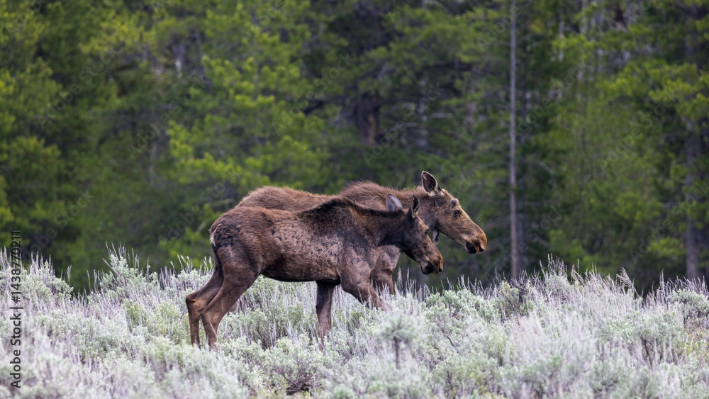 moose in the woods, Grand Teton National Park