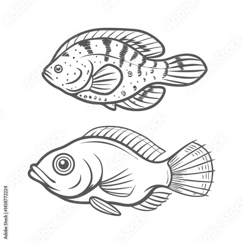 Jack Dempsey Fish Line Art Illustration