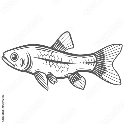 Siamese Algae Eater Line Art Illustration