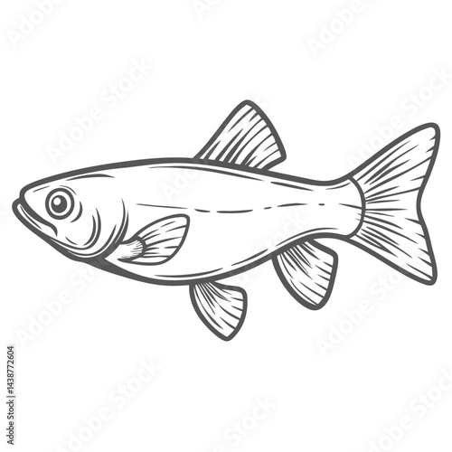 White Cloud Mountain Minnow Line Art Illustration
