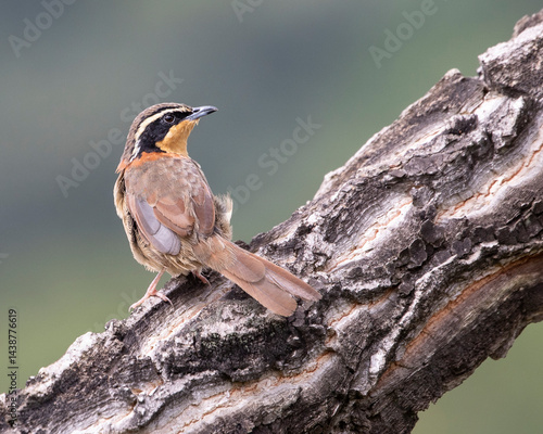 🇧🇷: meia-lua-do-cerrado
🇬🇧: Collared Crescentchest
🔬: Melanopareia torquata