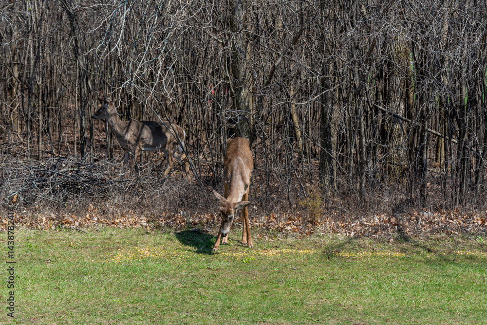 White-tailed Deer Feeding On Corn Provided For Them In An Urban Field In Wisconsin In Spring White-tailed Deer Feeding On Corn Provided For Them In An Urban Field In Wisconsin In Spring