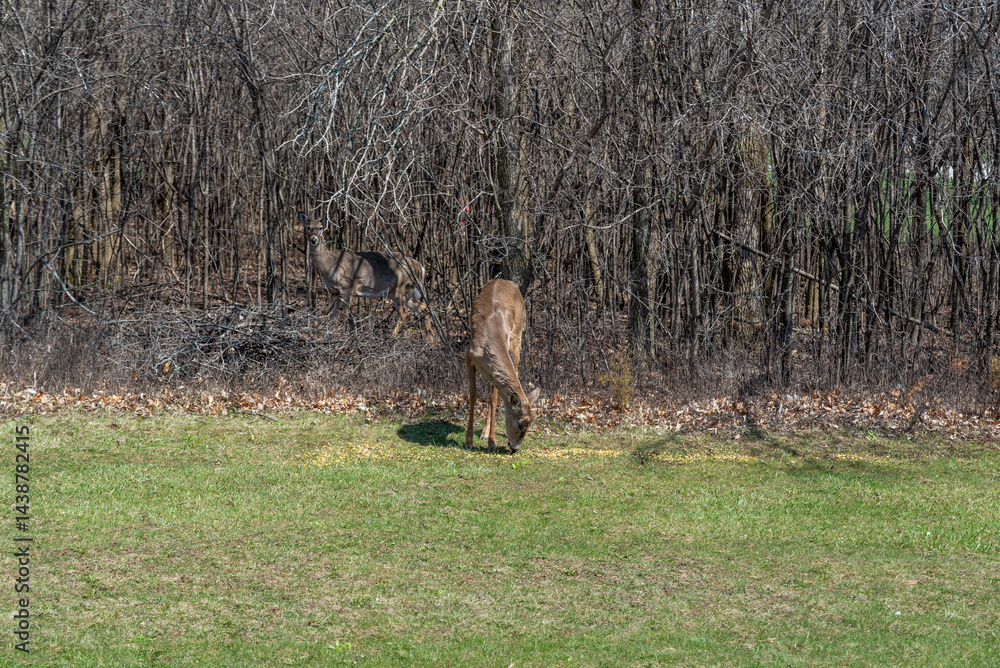 White-tailed Deer Feeding On Corn Provided For Them In An Urban Field In Wisconsin In Spring
