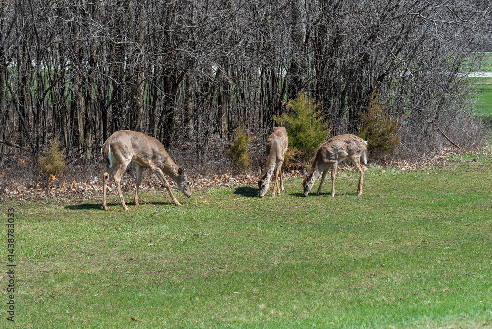 White-tailed Deer Feeding On Corn Provided For Them In An Urban Field In Wisconsin In Spring